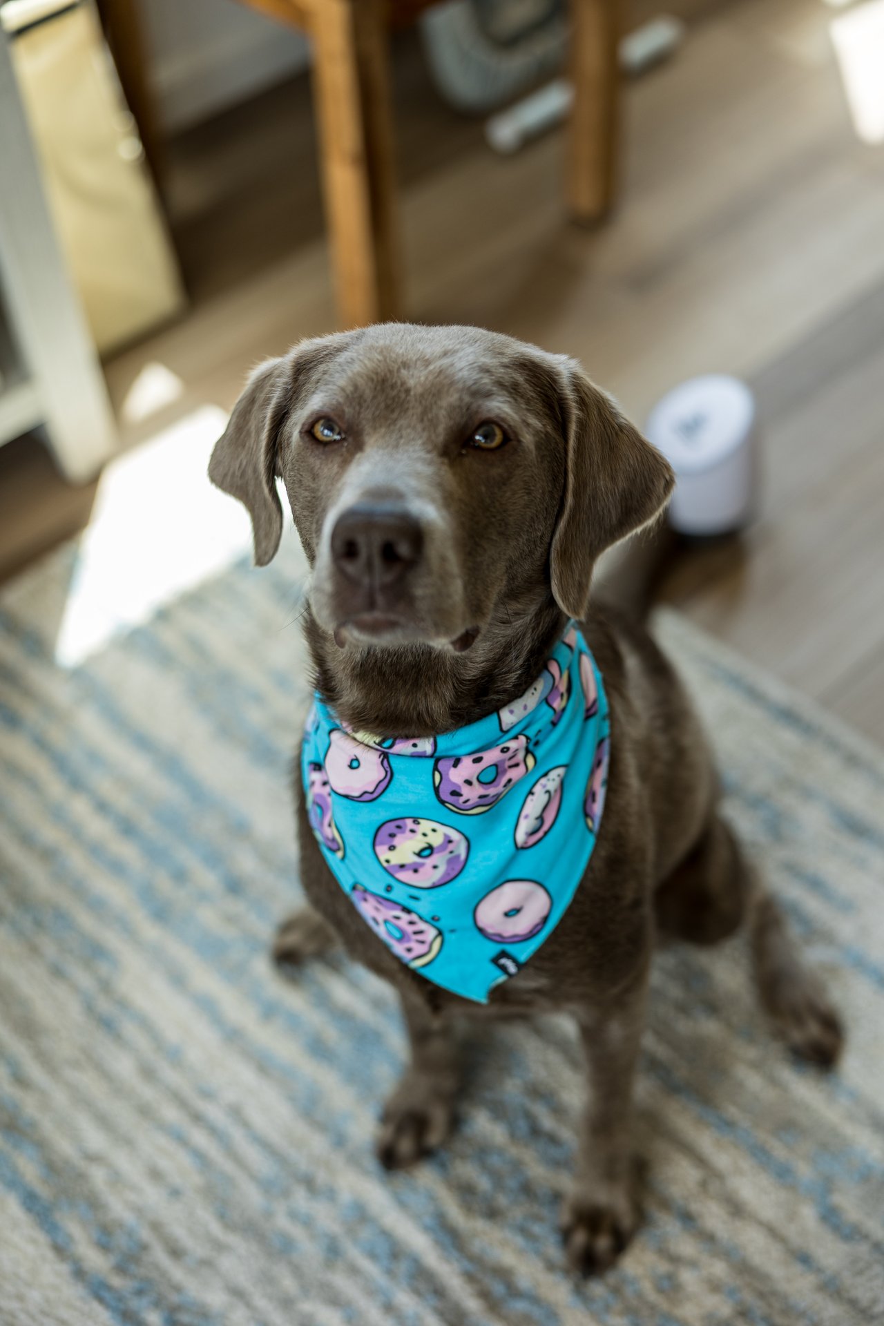 Their dog in a donut print bandana on the morning of the wedding