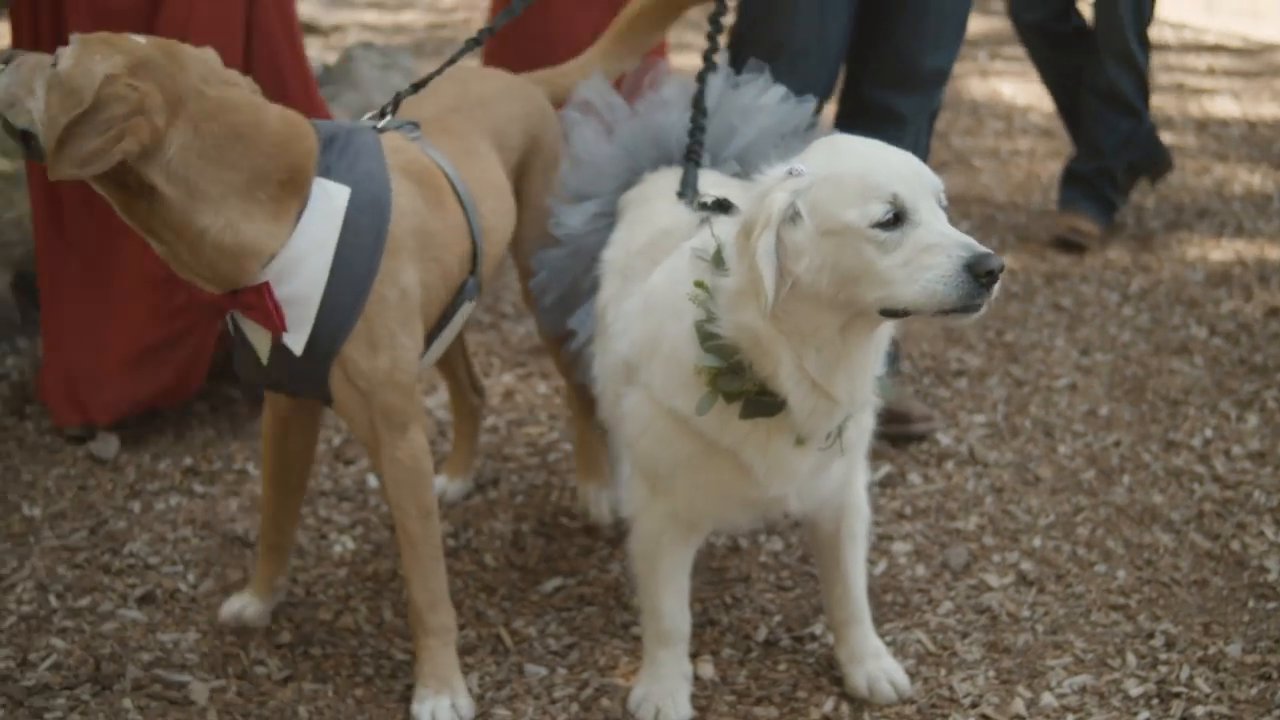 The ring bearer dogs in a bow tie vest and a tulle tutu.