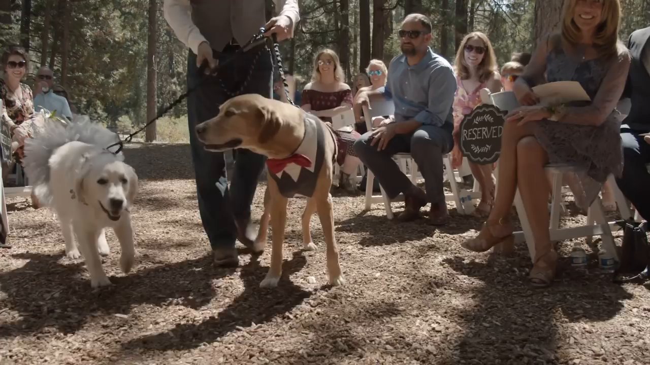 The two dogs walk the aisle in a bow tie and a tutu as guests watch.