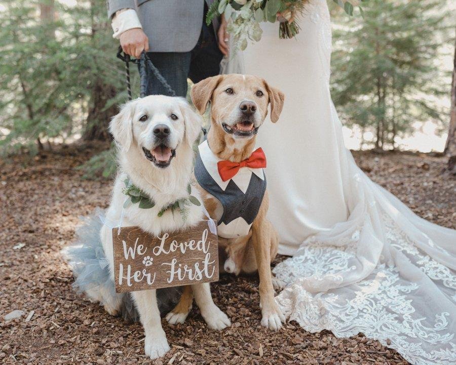 Their two dogs in a tutu and a bow tie hold a We Loved Her First sign beside Danielle's gown, photo by Composing Reality Photography