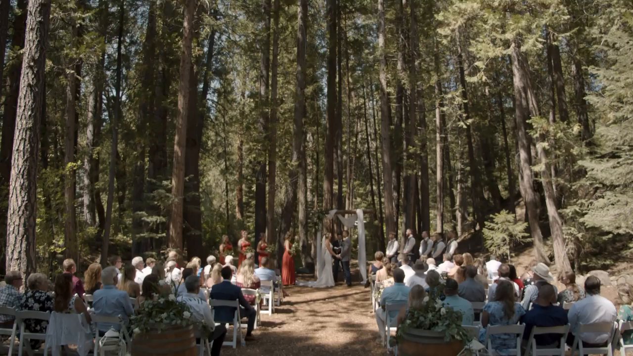 The whole forest ceremony among the tall pines, guests in rows of white chairs.