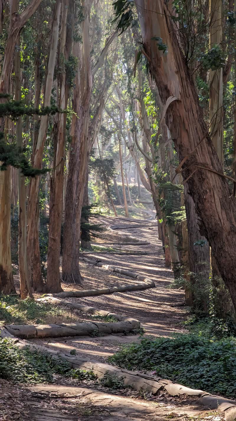 Andy Goldsworthy's Wood Line path through the Presidio's eucalyptus grove
